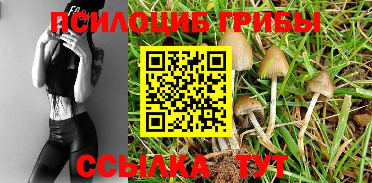 Псилоцибиновые грибы Cubensis  Вход с VPN  Химки 